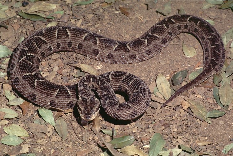 Homem é picado por cobra jararaca enquanto fazia limpeza de chácara