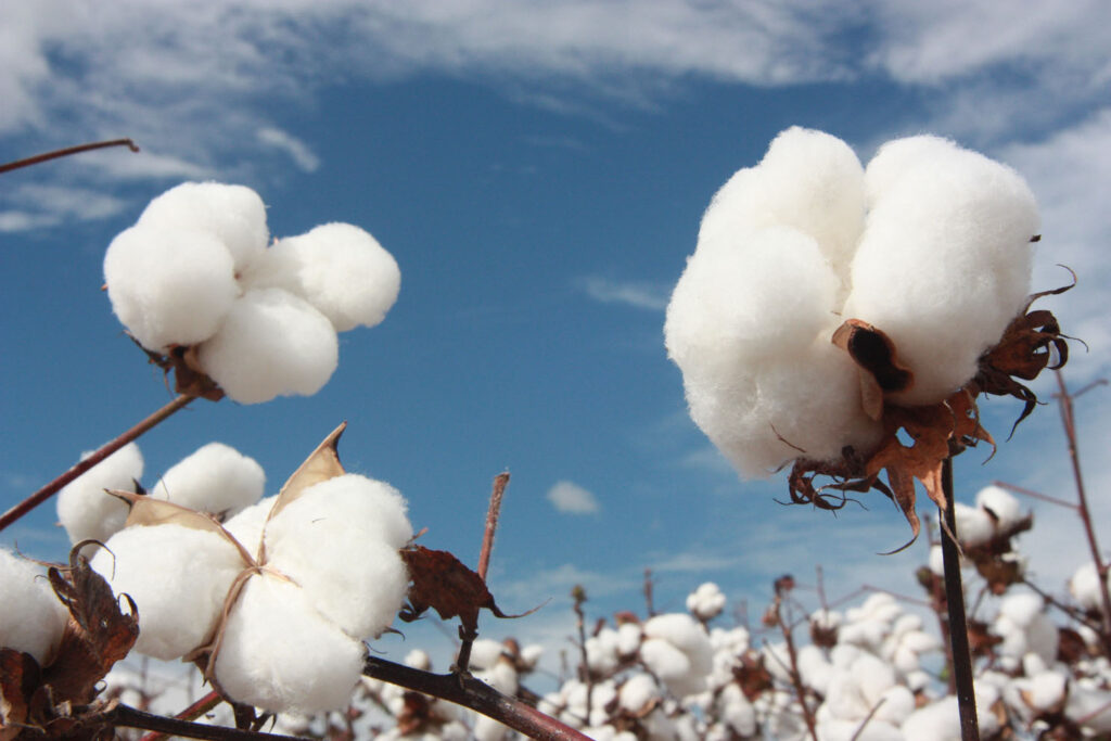 Produtores antecipam plantio mas projeção é de queda na produção de algodão em Mato Grosso