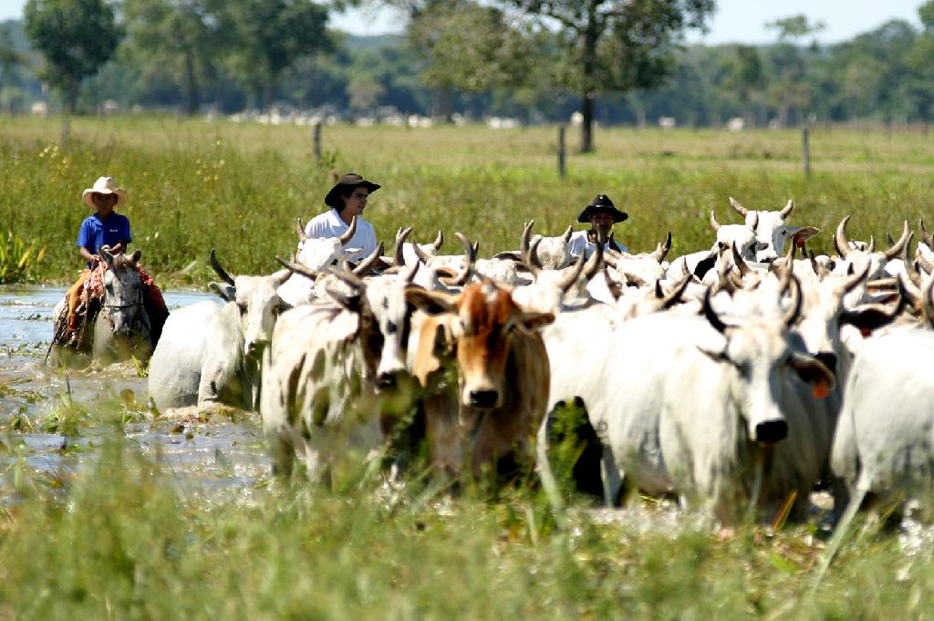 Sema disponibiliza formulário para autorização de limpeza de pasto no Pantanal