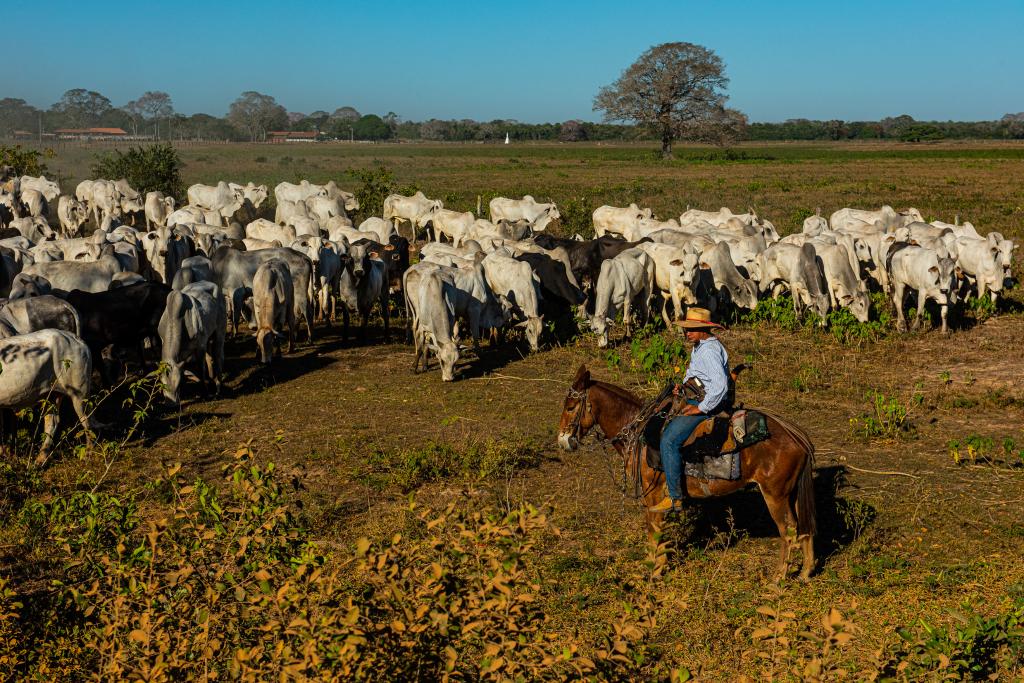 Governador assina decreto que estabelece limpeza de áreas de pastagens no Pantanal