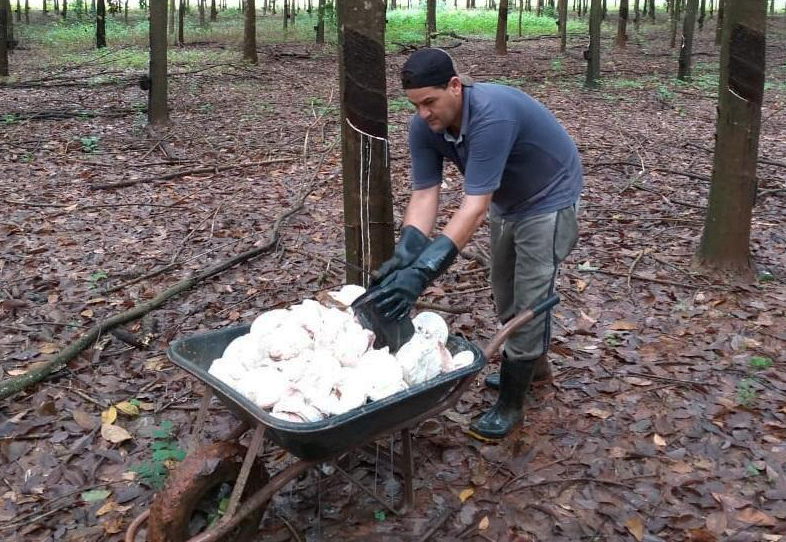 Extrativistas de borracha natural no Nortão e Noroeste recebem R$ 154 mil