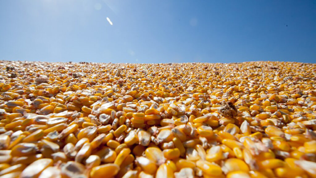 Baixa oferta e câmbio sustentam preço do milho em Mato Grosso; média de R$ 63/saca