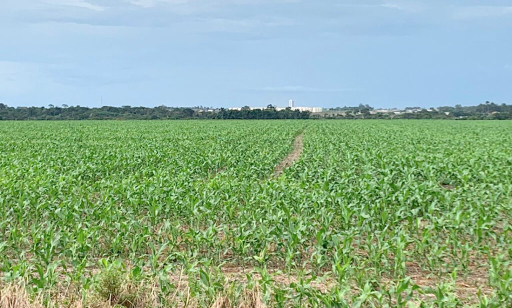IMEA diz que é cedo para produtores se preocuparem com atraso no plantio de milho no Estado