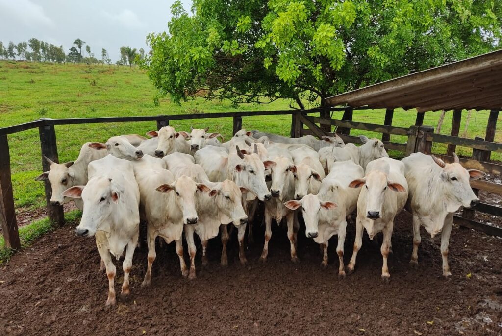 Boi gordo sobe 2% e 3% em Mato Grosso; mercado futuro projeta alta