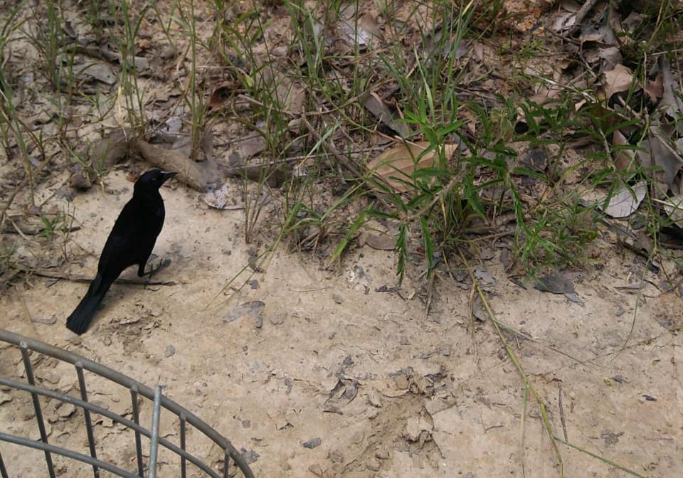 25 pássaros silvestres são devolvidos à natureza