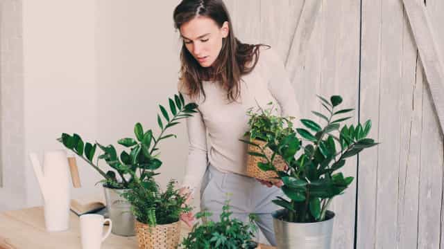 Cultivo de plantas em casa cresce na pandemia e é considerado terapia por adeptos