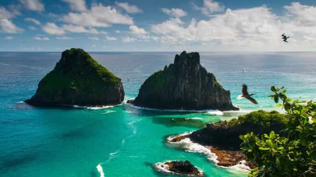 Cientistas descobrem 4 novas espécies de peixes em Fernando de Noronha