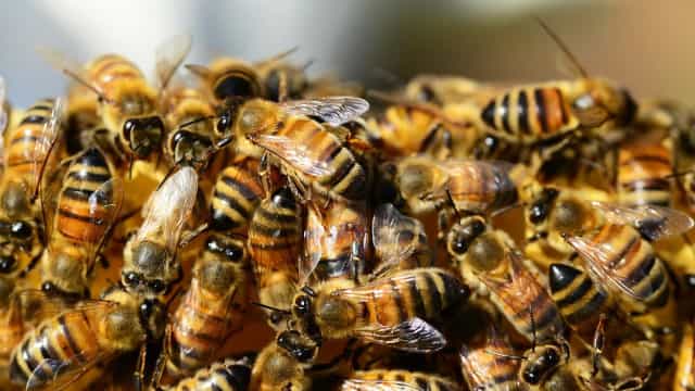 Número de espécies de abelhas observadas na natureza caiu cerca de 25% desde os anos 1990