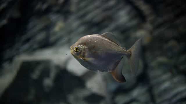 Estudo cita comportamento de predação social em peixes da Amazônia