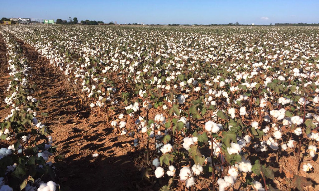 Aumenta para produtores custo do plantio de algodão em Mato Grosso