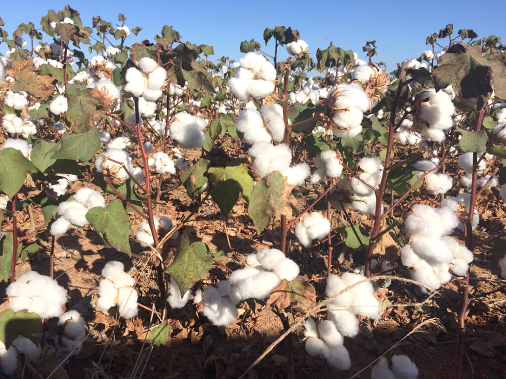 Exportação do algodão de Mato Grosso salta 78% e China é maior compradora