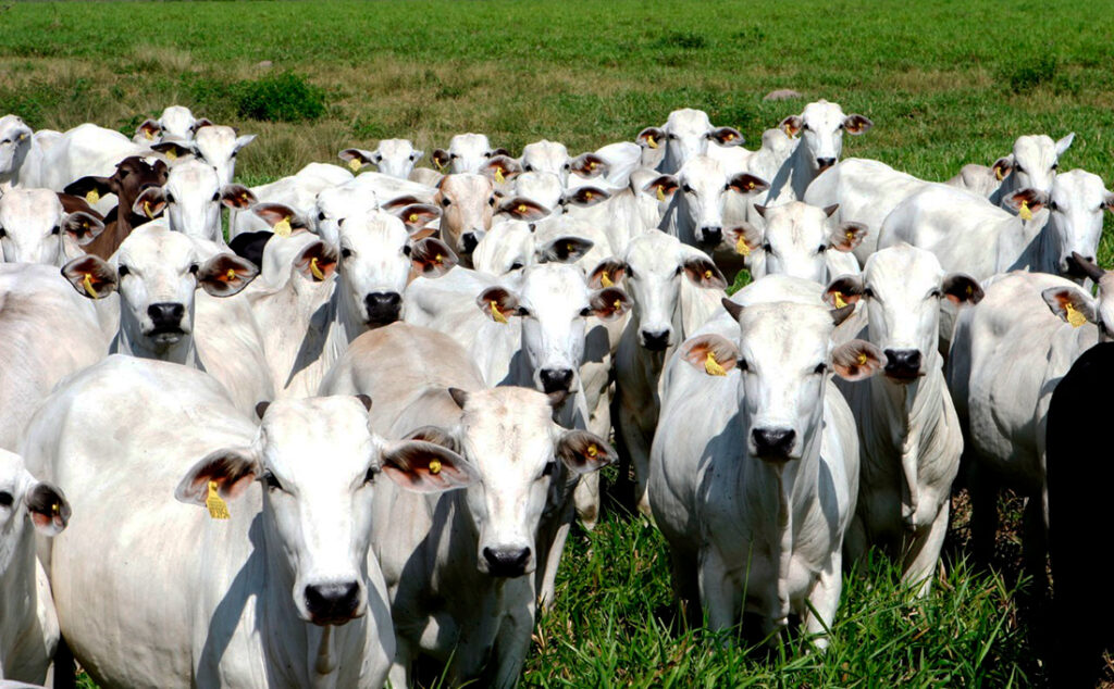 Cotação do boi gordo e vaca em Mato Grosso volta a aumentar, indica IMEA
