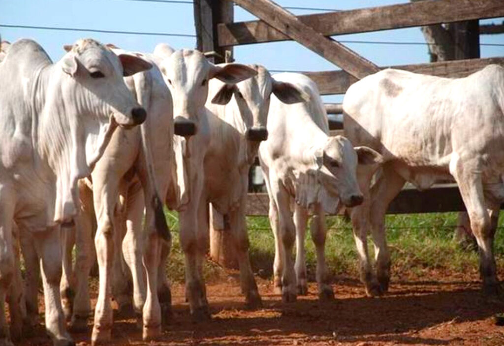 Custo na pecuária em Mato Grosso diminuem no 3º trimestre, indica IMEA