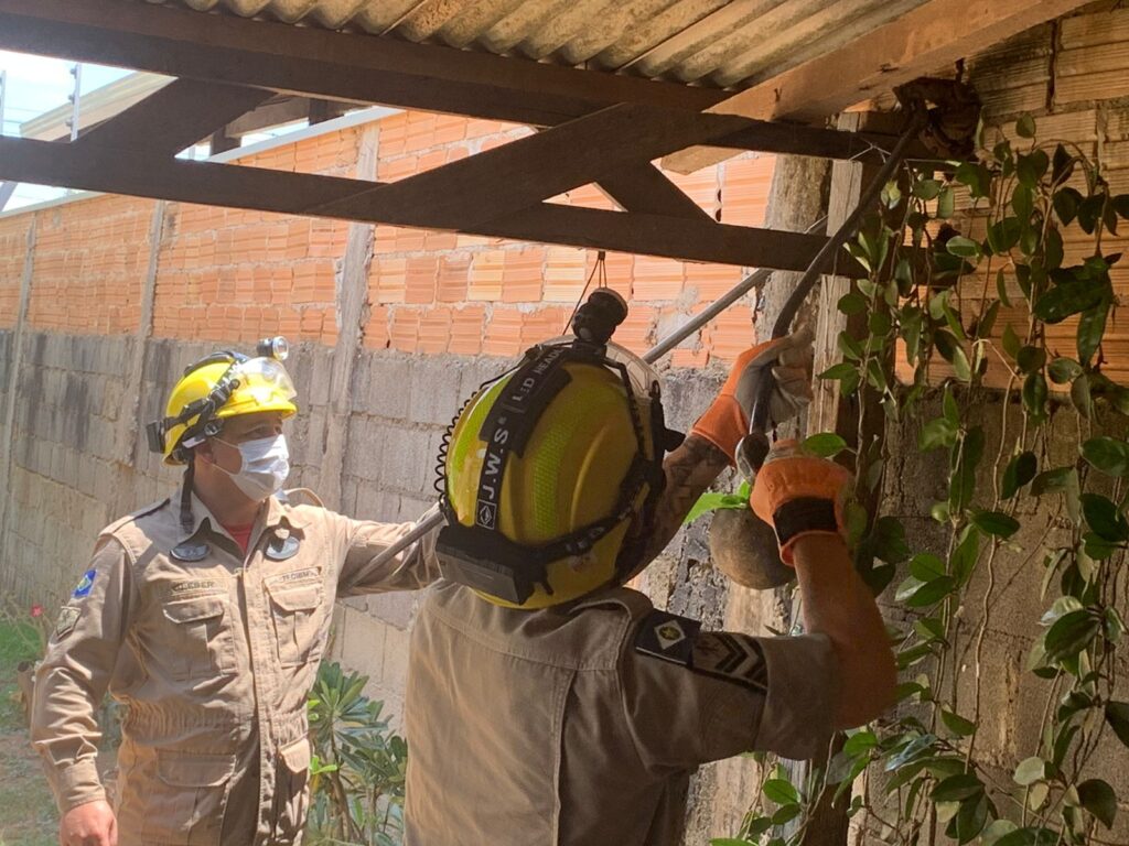 Bombeiros capturam jiboia em telhado de residência em Alta Floresta