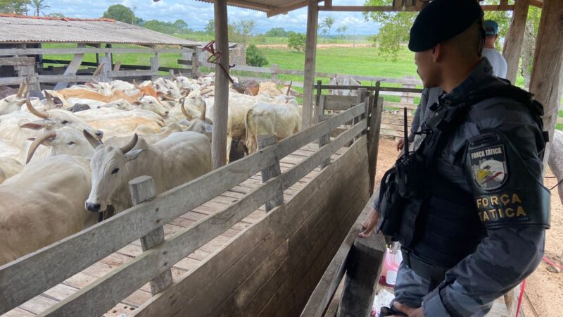Polícia Militar recupera 17 vacas e 2 bezerros furtados de arrendamento em Carlinda