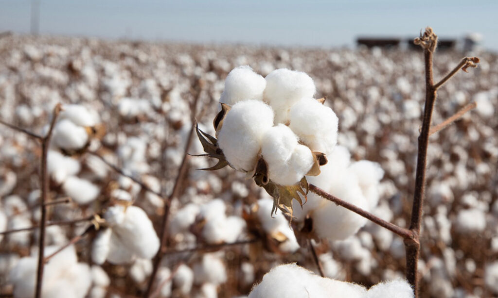 Cotação do algodão em Mato Grosso aumenta 2% e preço médio da arroba chega a R$ 200