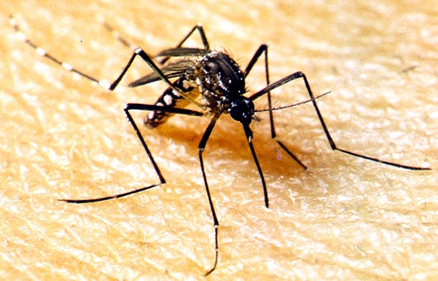 SES alerta municípios para fortalecimento do combate à dengue