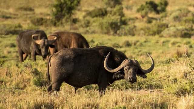 Fazendeiro recebe nova multa de R$ 1,45 milhão por maus-tratos a búfalos