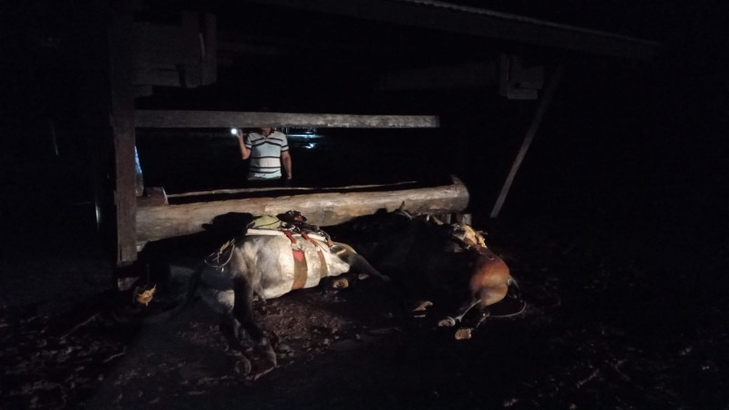 Raio cai em fazenda de Mato Grosso e mata dois funcionários e dois cavalos