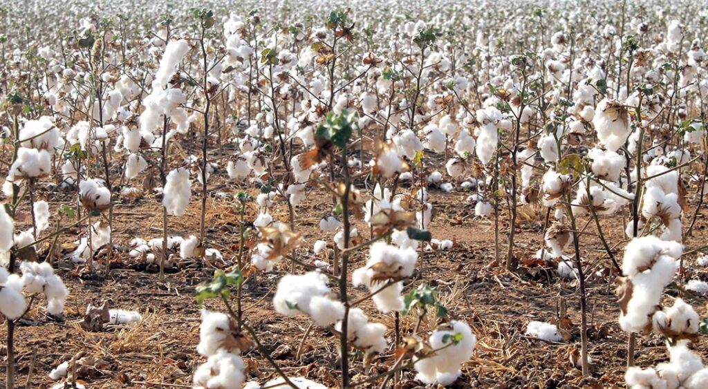 Venda de algodão em Mato Grosso chega a 61% da safra; preço cai 2,6%