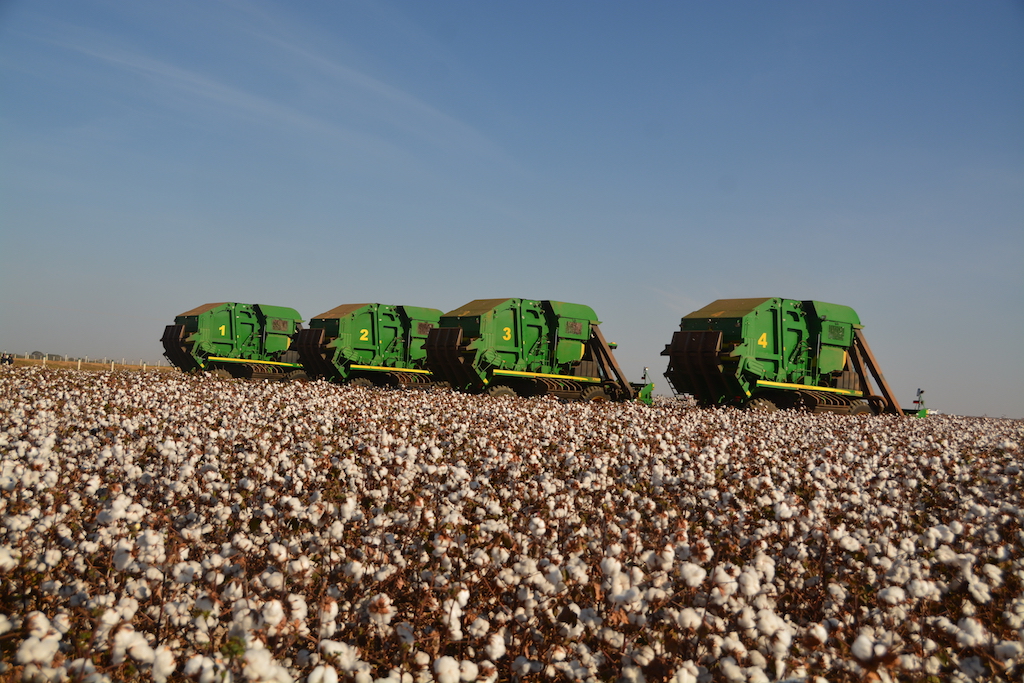Preço da pluma de algodão em Mato Grosso cai 4,8%