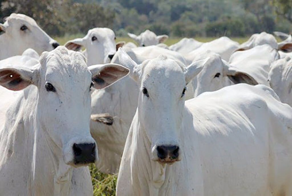 Embargos impactam negativamente no preço do gado em Mato Grosso, aponta IMEA