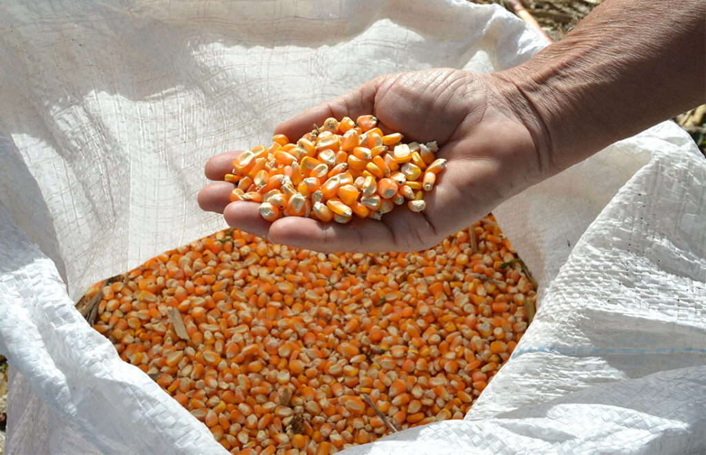 Cotação do milho disponível em Mato Grosso cai e média vai a R$ 53