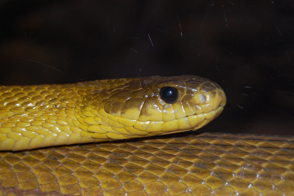 Bombeiros capturam cobra papa-pinto no Banco do Brasil em Alta Floresta