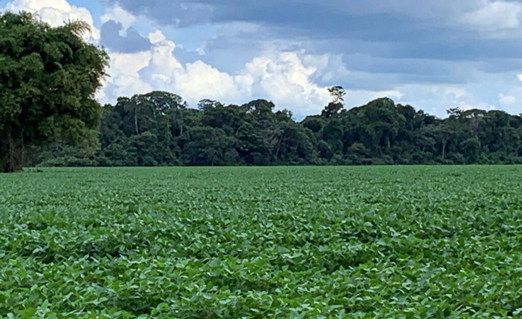 Valor da produção da soja em Mato Grosso aumenta 5,7% e chega a R$ 110,2 bilhões