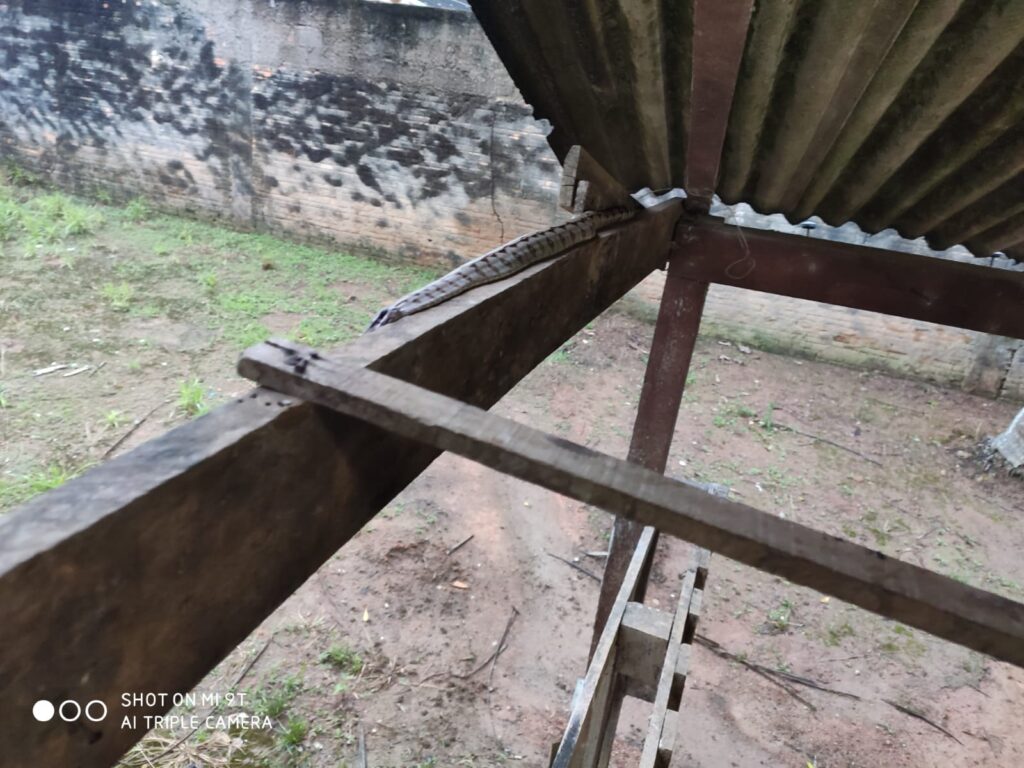 Equipe de bombeiros realiza captura de jiboia em residência em Alta Floresta