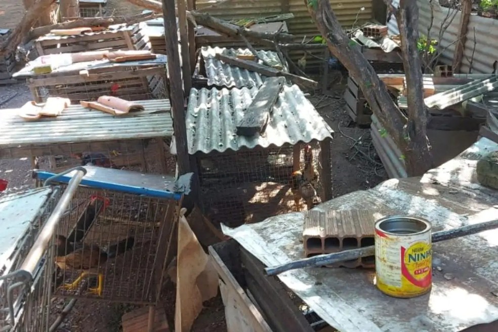 Dezenas de aves são apreendidas em condições de maus-tratos em cidade de MT