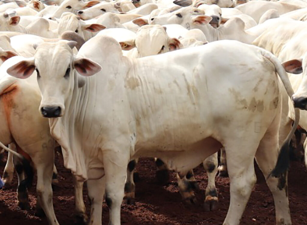 Preço do boi gordo e vaca em Mato Grosso tem leve redução