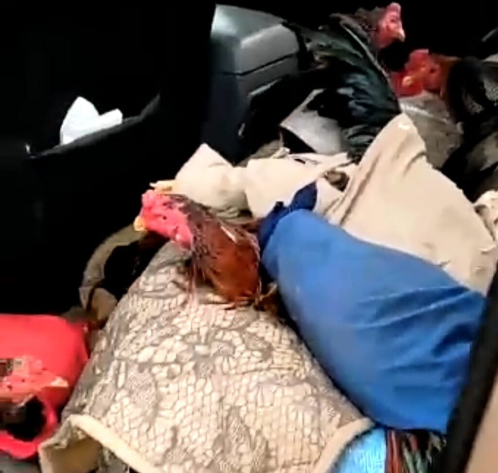 Gefron prende dois suspeitos e apreende 39 galos indianos de briga em cidade de MT