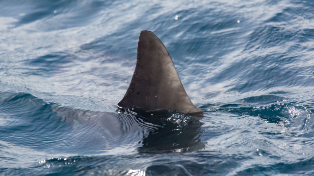 Ataques de tubarão caem no mundo, enquanto Brasil tem maior taxa de letalidade
