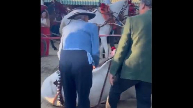 Vídeo: Cavalo leva pontapés após cair de exaustão em feira na Espanha