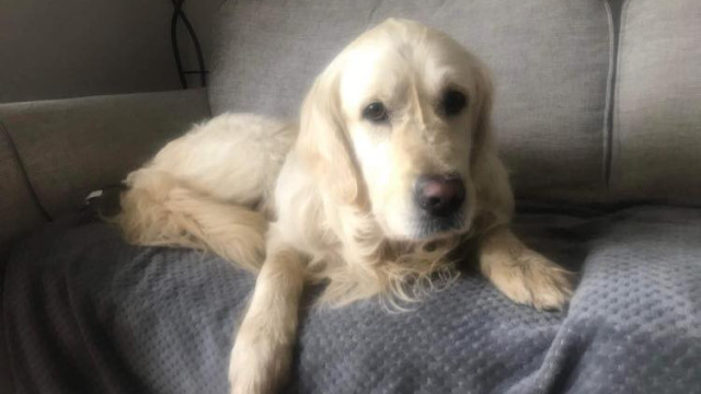 Cão percorre 64 km em quase um mês para regressar a dono que o entregou