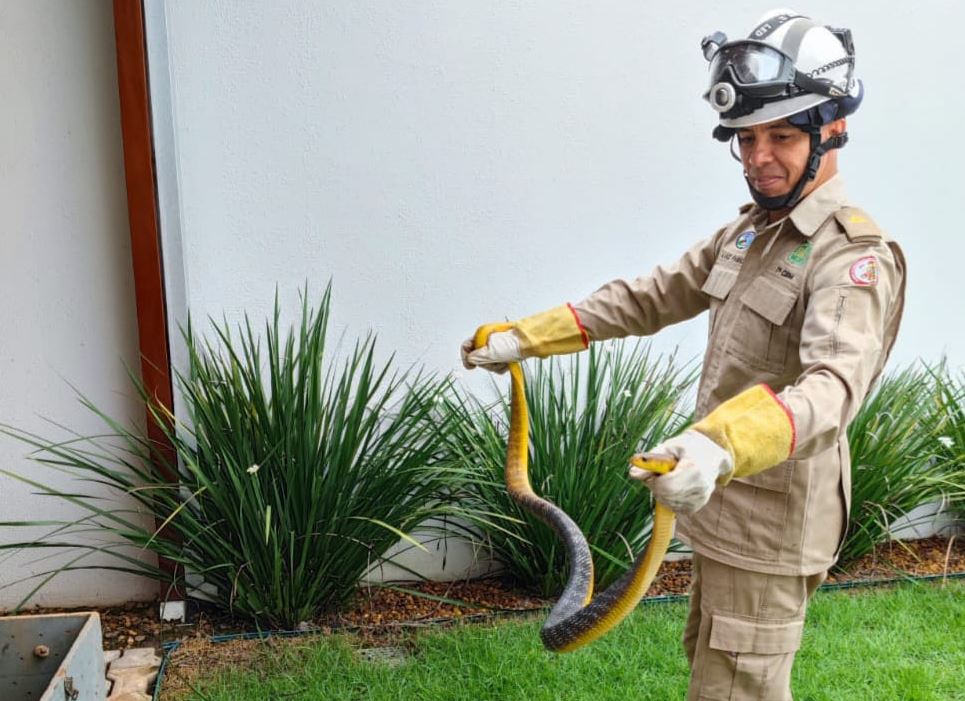 Corpo de Bombeiros realiza captura de serpente “papa-pinto” em quintal de Alta Floresta