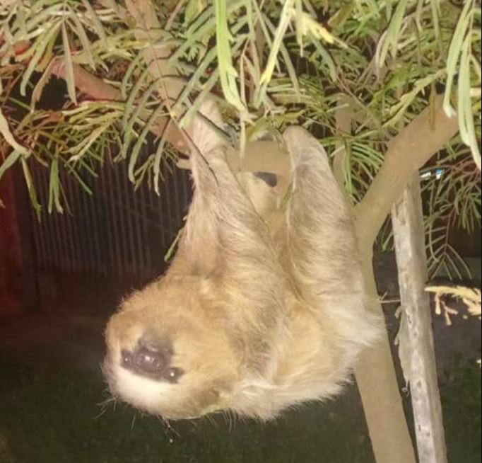 Preguiça é capturada em área residencial  de Alta Floresta e solta em seu habitat natural