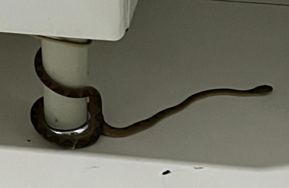 Bombeiros capturam serpente olho de gato em residência de Alta Floresta, animal é inofensivo