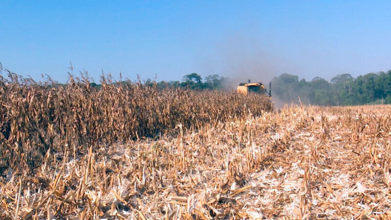 Colheita de soja em Mato Grosso avança e rendimento segue abaixo da safra passada