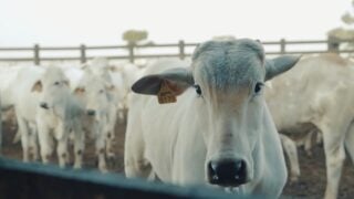 Arroba do boi no Brasil: dia de preços acomodados
