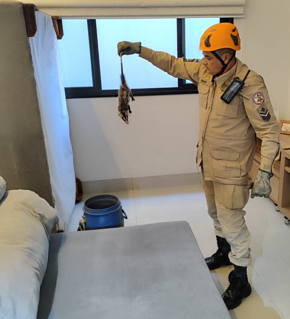 Bombeiros capturam gambá encontrado em sofá de residência
