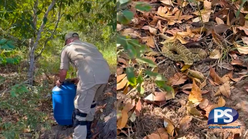 Cobra cascavel é capturada após invadir armadilha para ratos em empresa de Mato Grosso