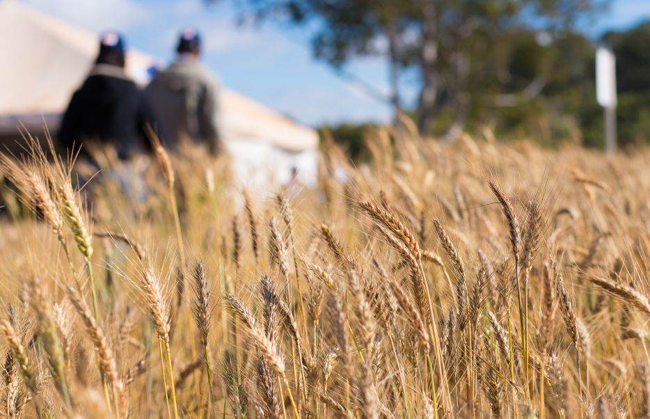 Preço do trigo teve forte alta no Rio Grande do Sul