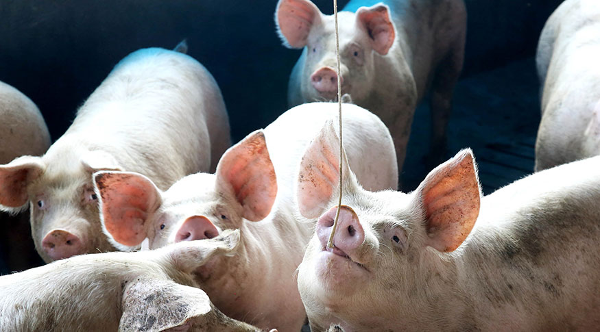 Preços médios da carne suína se mantiveram estáveis