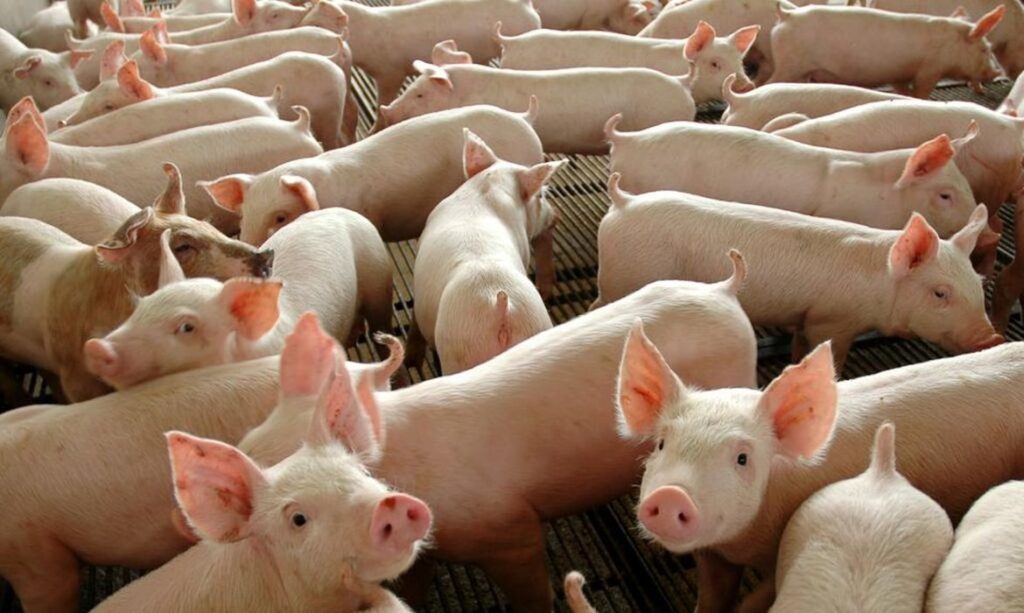 Preços médios da carne suína subiram