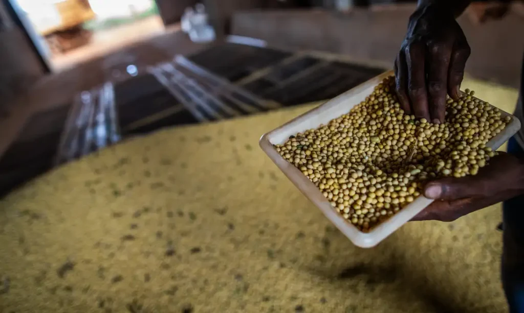 Sorriso, em MT, tem maior PIB agrícola do país; veja o ranking