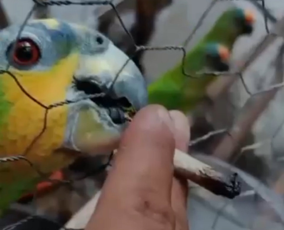 Homem é preso por dar cigarro de maconha para papagaio em Mato Grosso